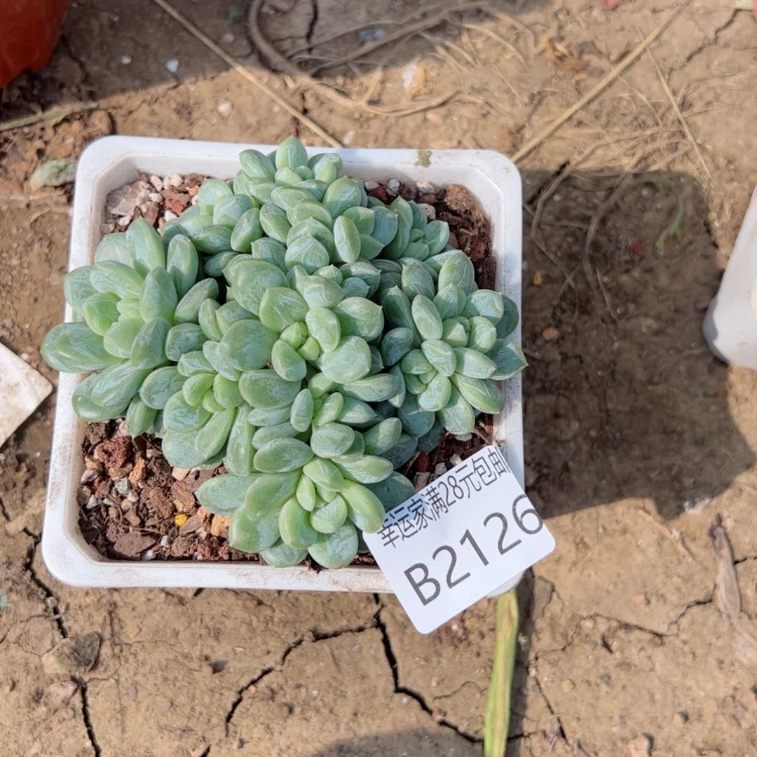 幸运颜色白色黑色