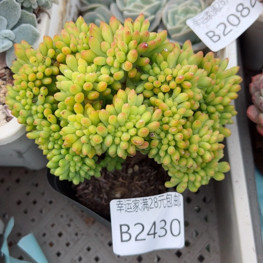 幸运的是我的朋友