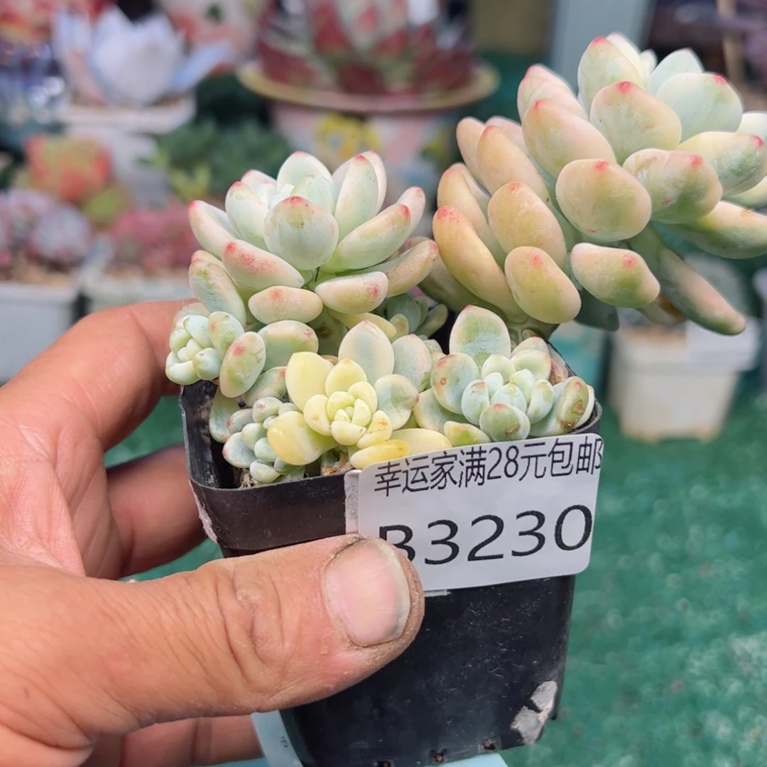 幸运的是我的朋友们都在这里