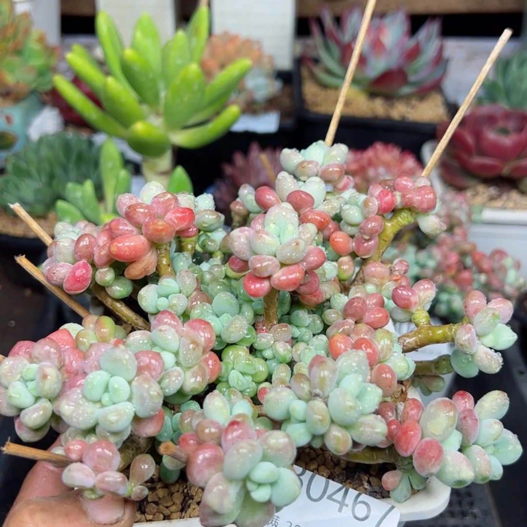 幸运的是我的朋友们