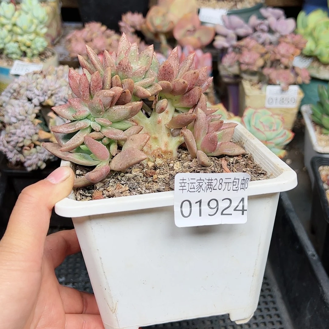 幸运的是我的朋友们