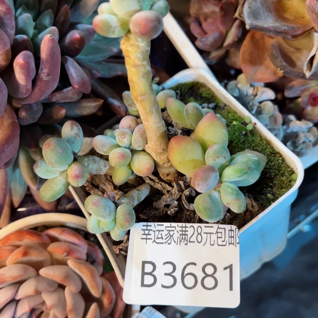 幸运的是我的朋友们