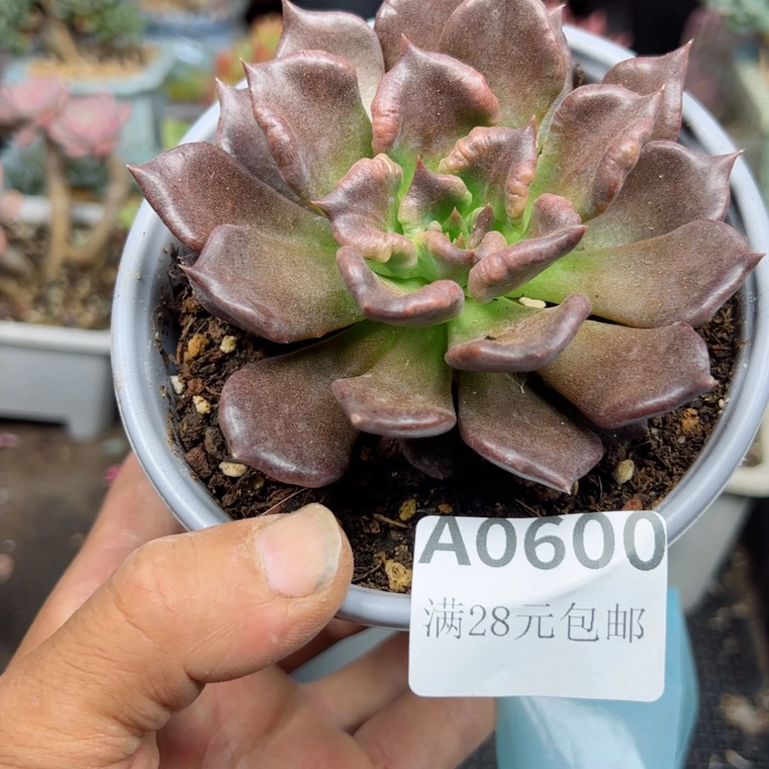 幸运的是我的朋友