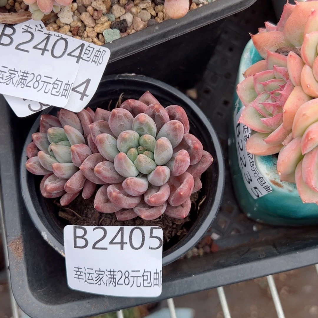 幸运颜色白色的小