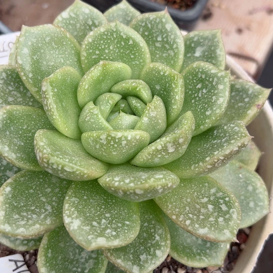 幸运颜色白色的颜色