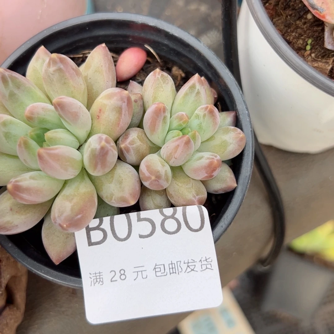 幸运颜色白色的小