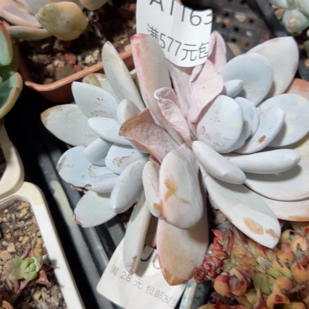 幸运的是我的朋友