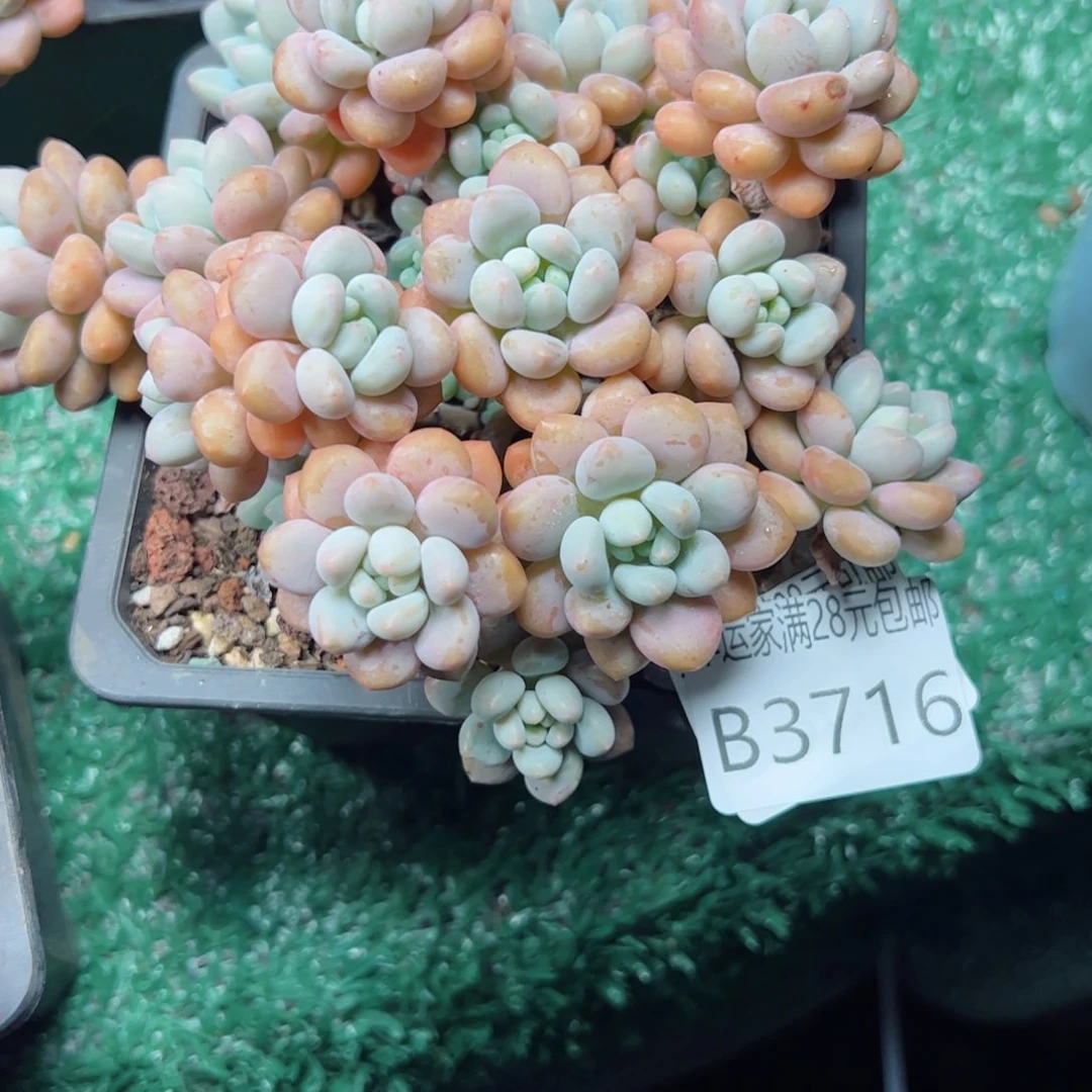 幸运的是我的朋友