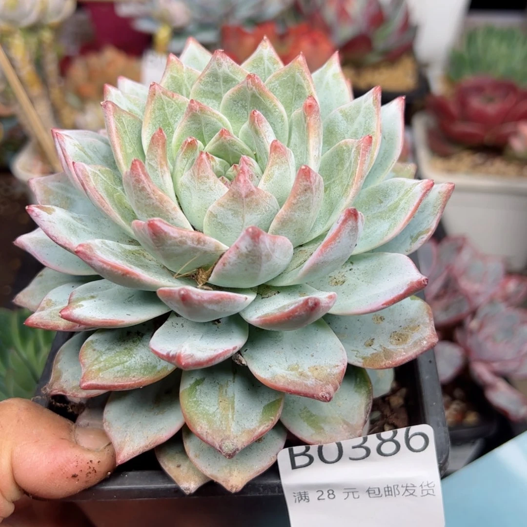 幸运的是我的朋友们