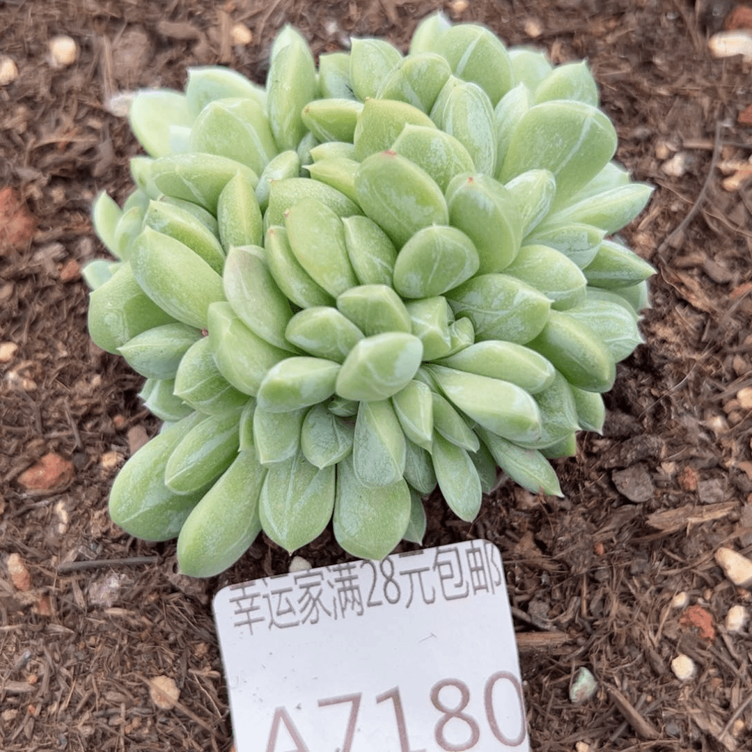 幸运的是我的朋友是