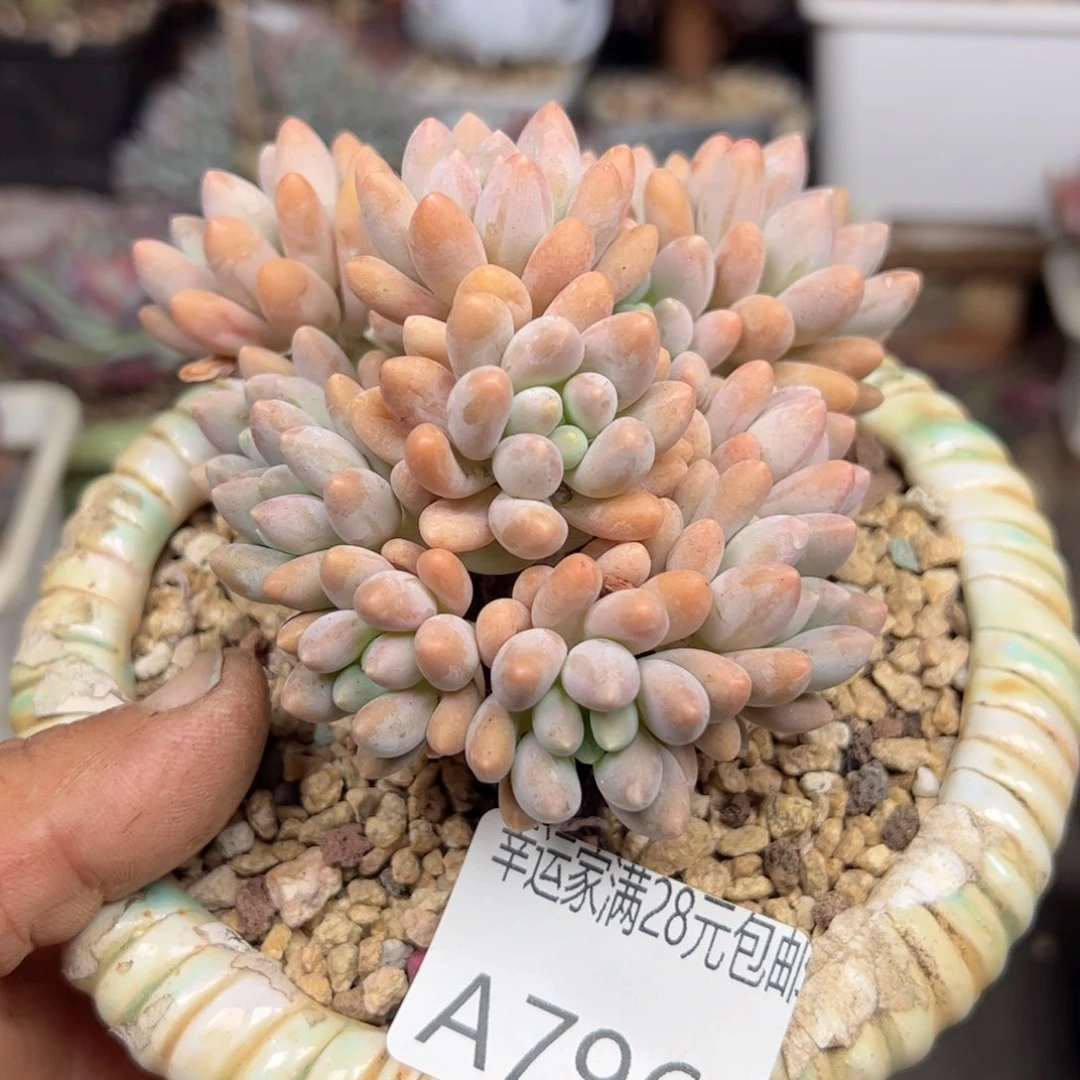 幸运的是我的朋友们