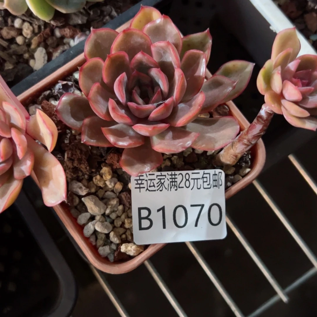 幸运的是我的朋友