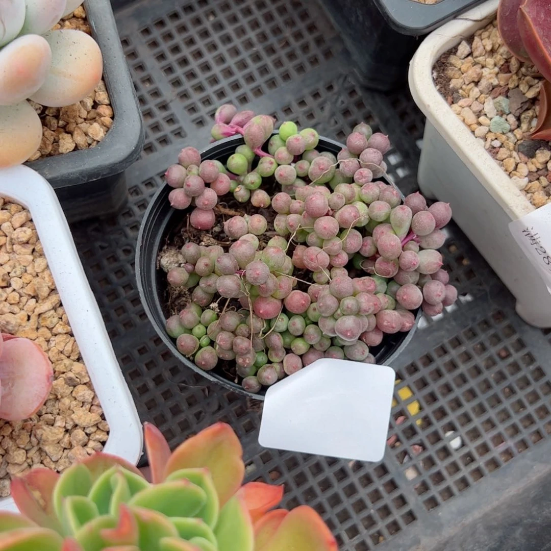 幸运的是我的朋友们