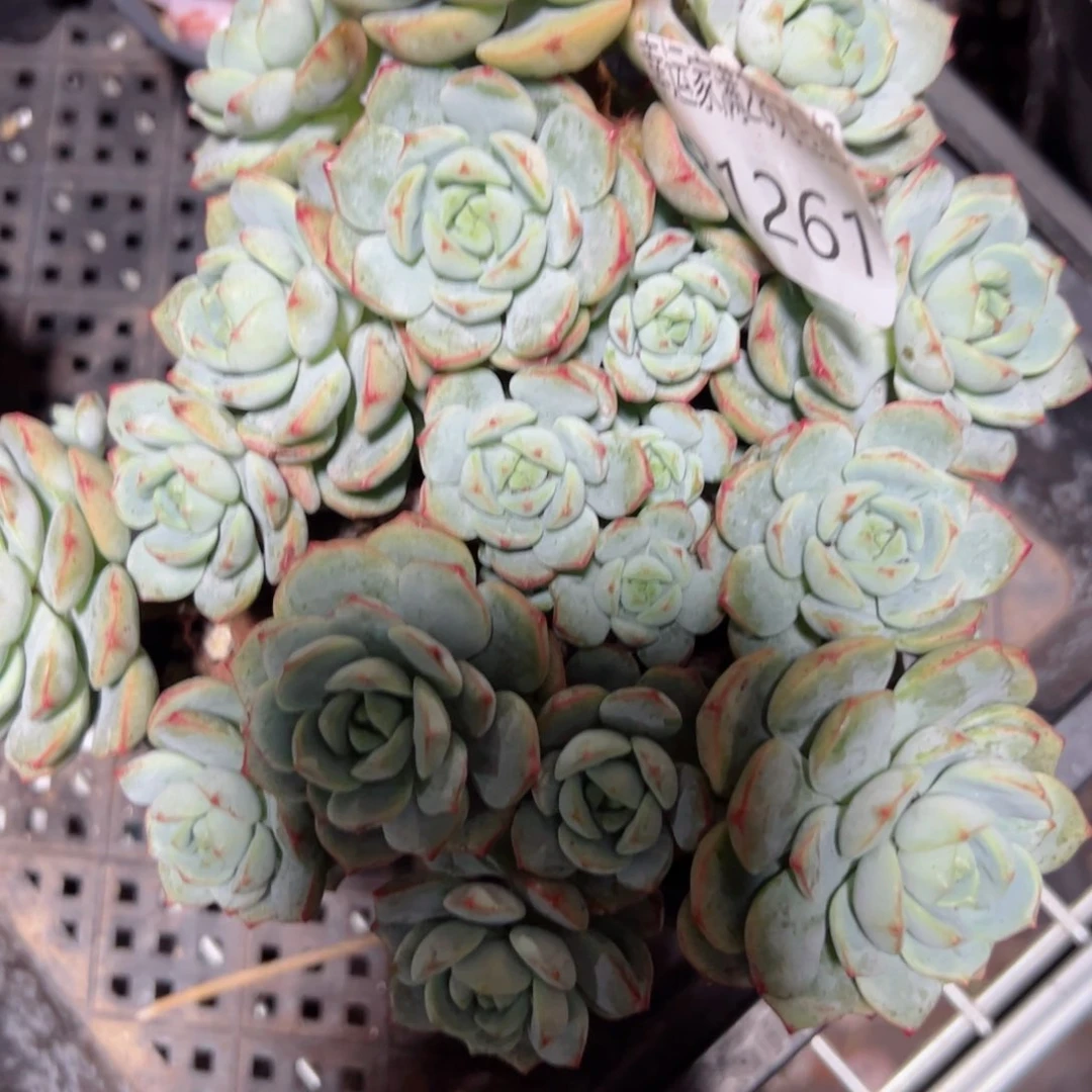 幸运的是我的朋友们