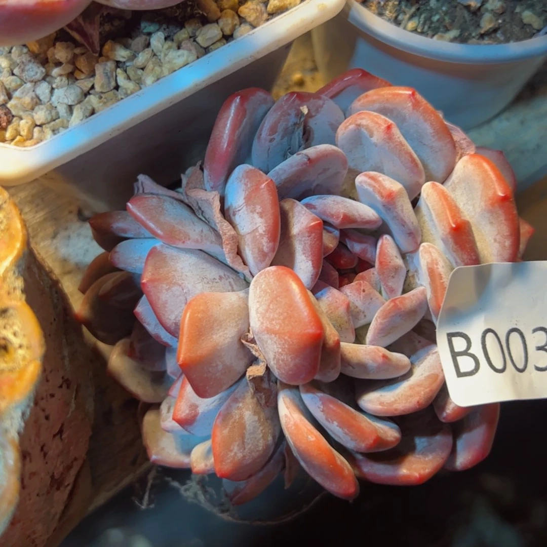 幸运的是你自己的