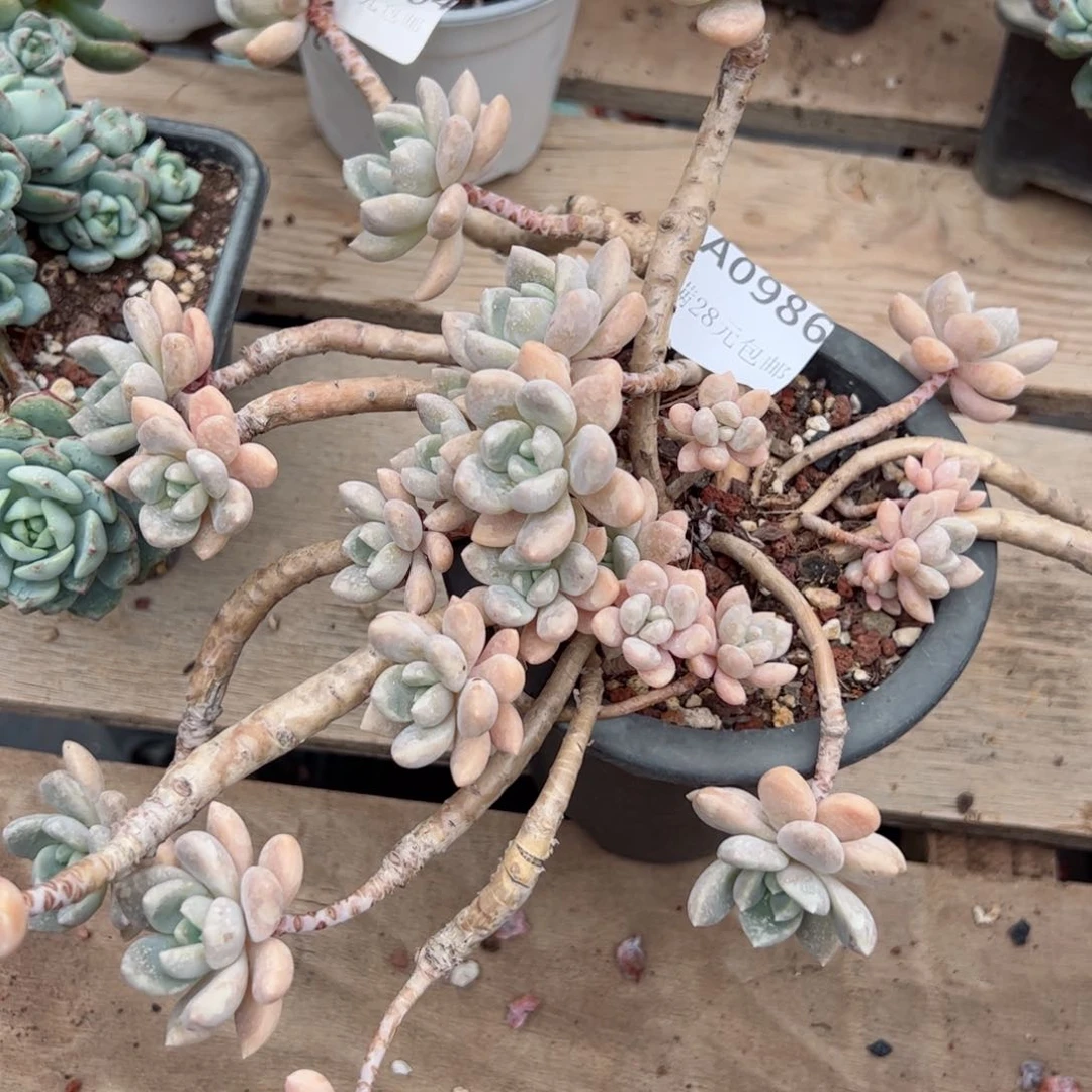 幸运的是我的朋友