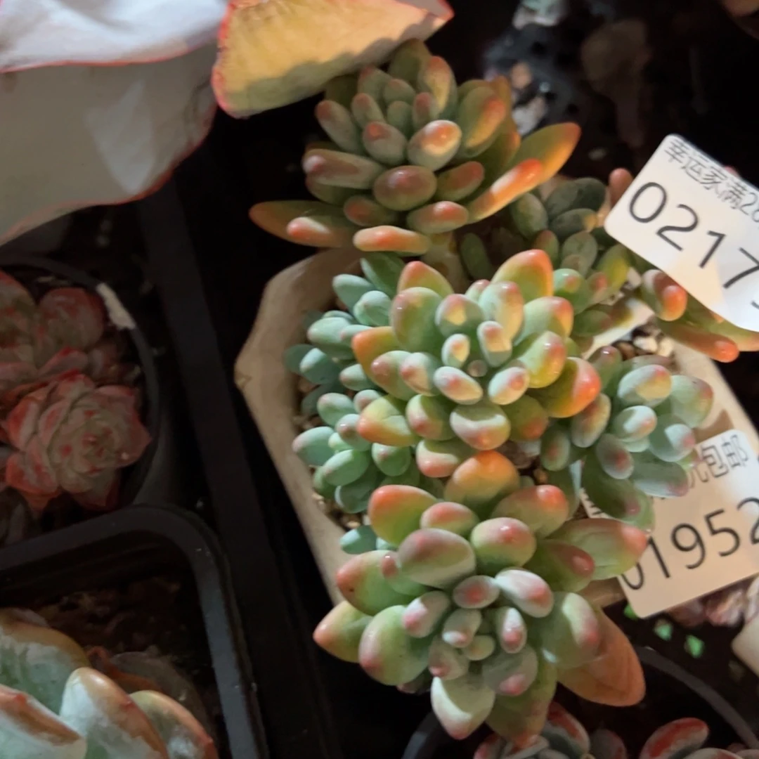 幸运的是我的朋友