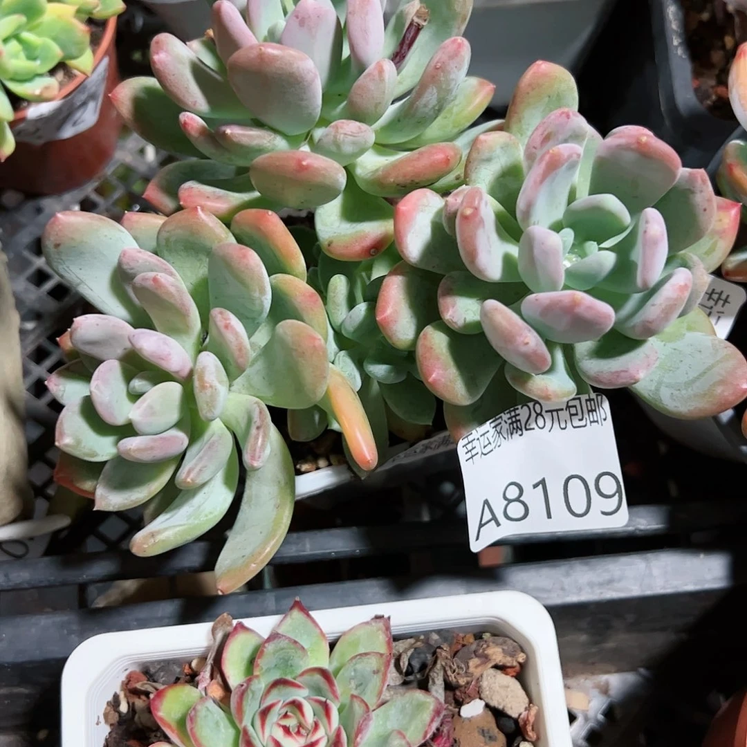 幸运的是我的朋友