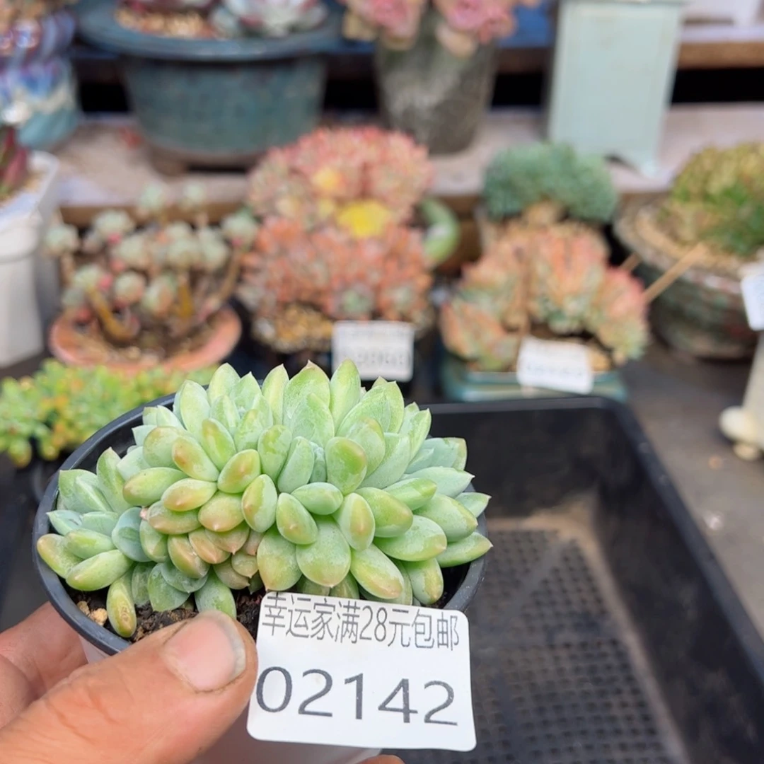 幸运的是我的朋友