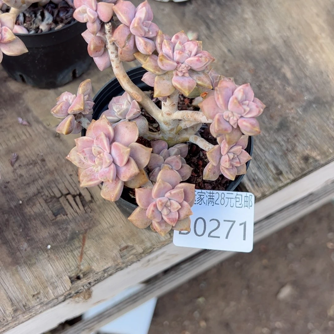 幸运的人和人之间