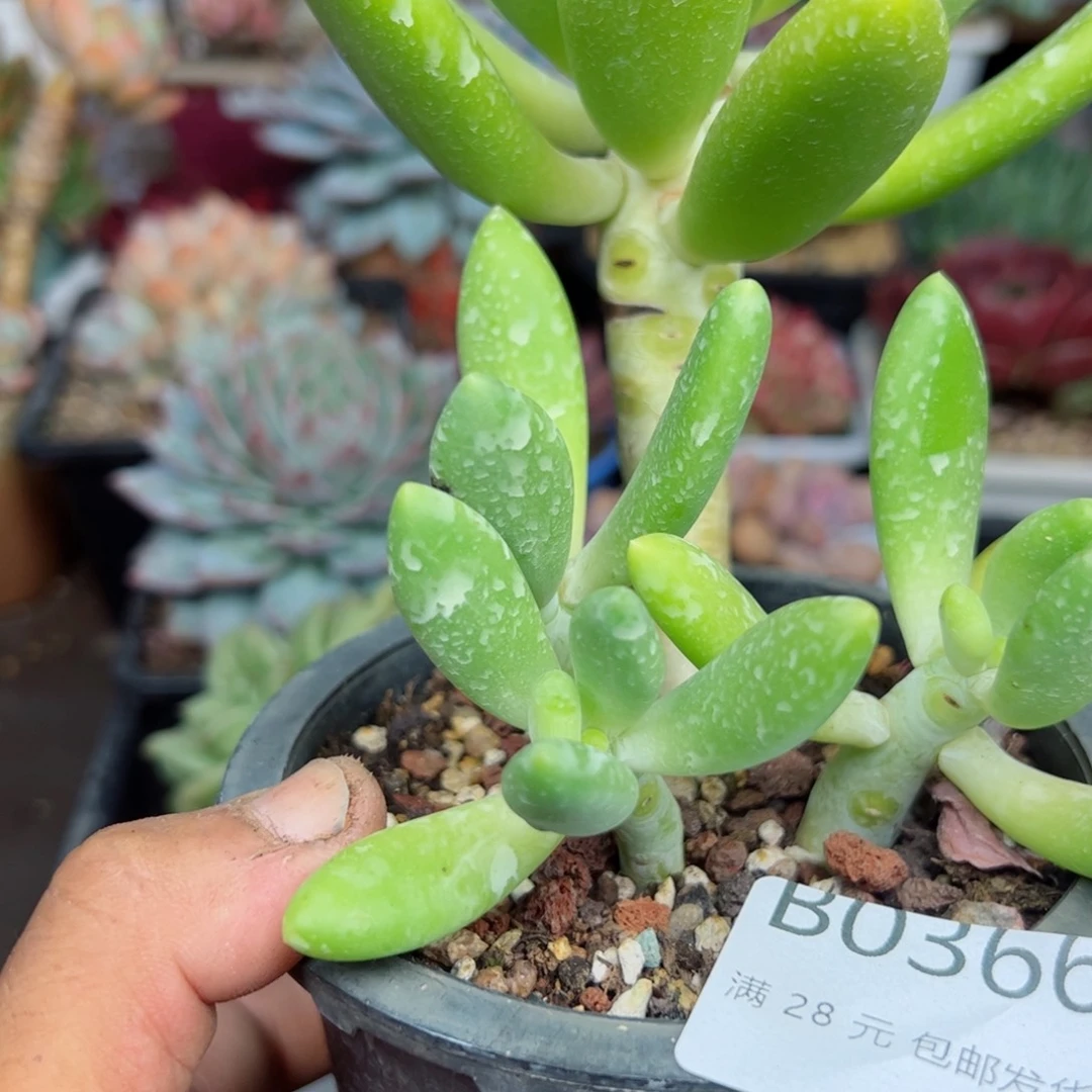 幸运颜色白色的小