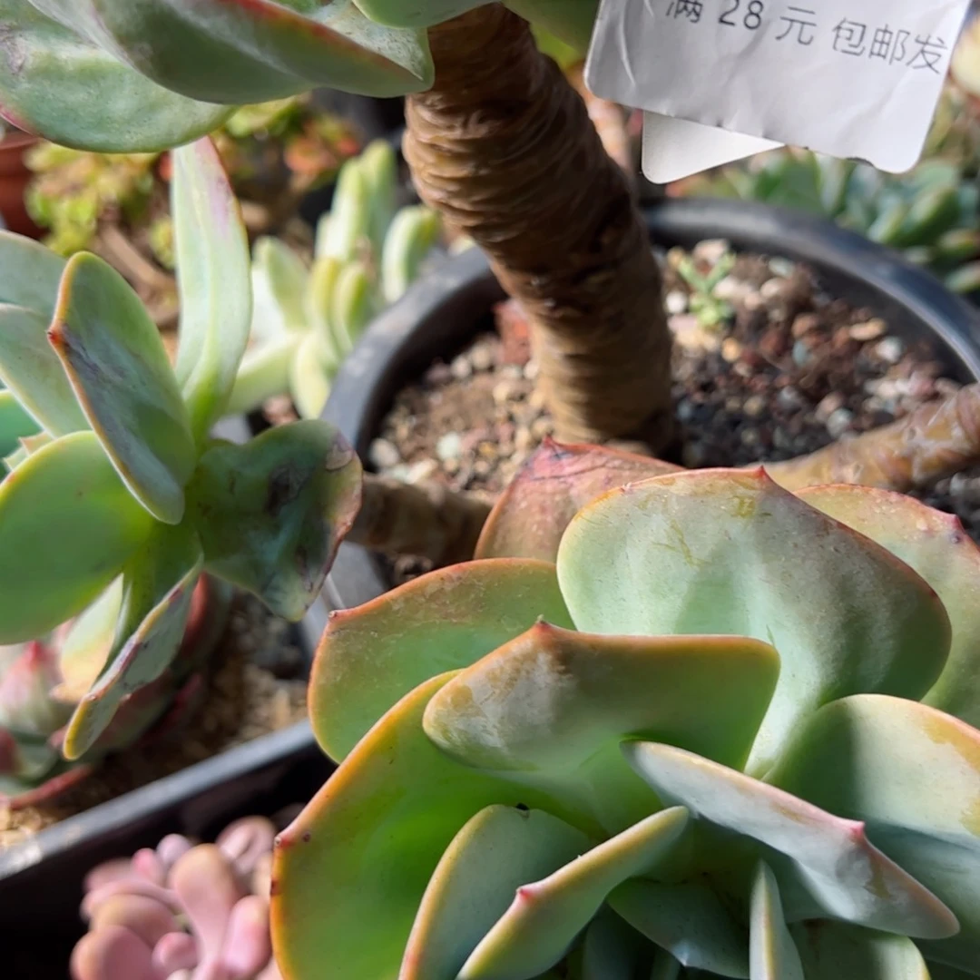 幸运的是我的朋友