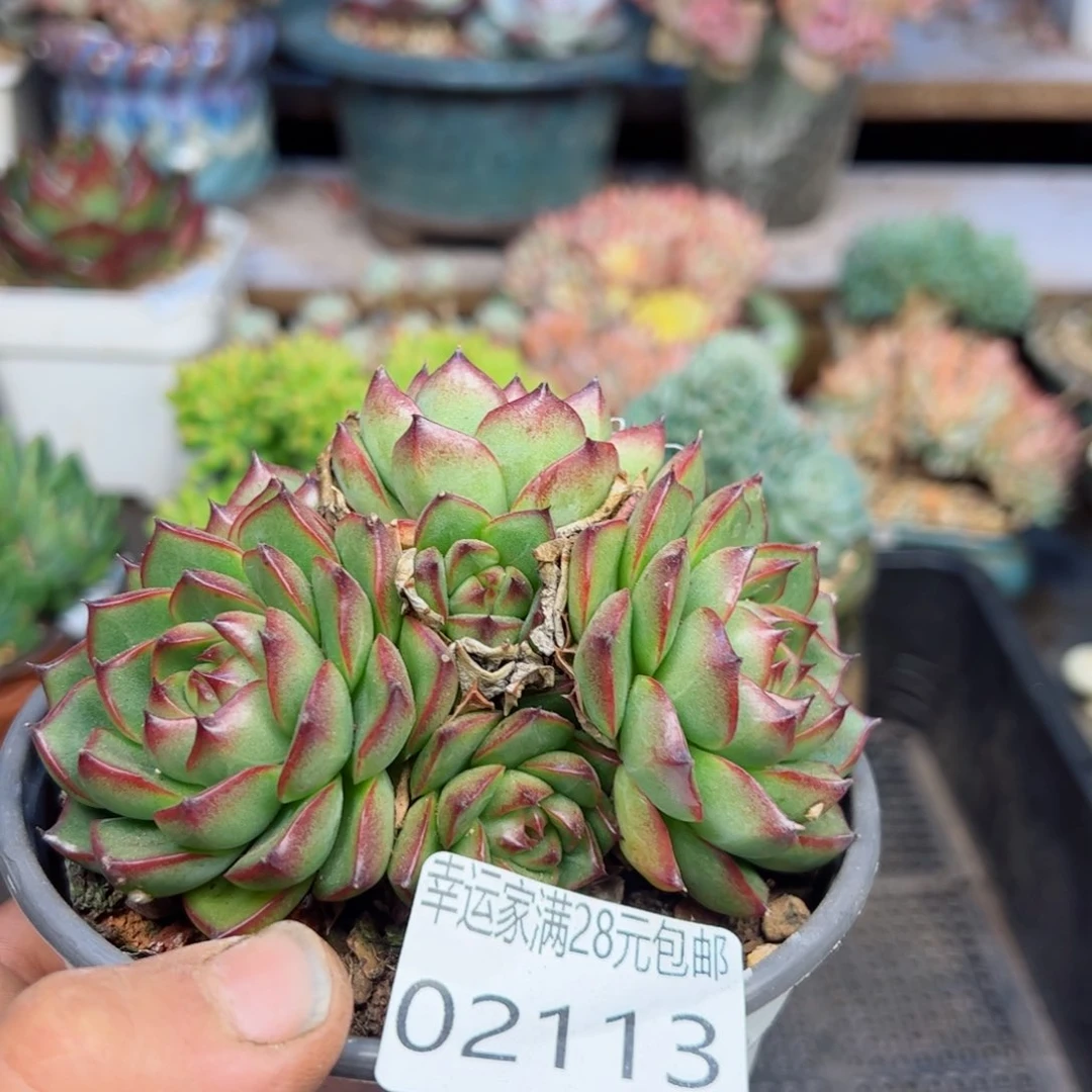 幸运的是我的朋友