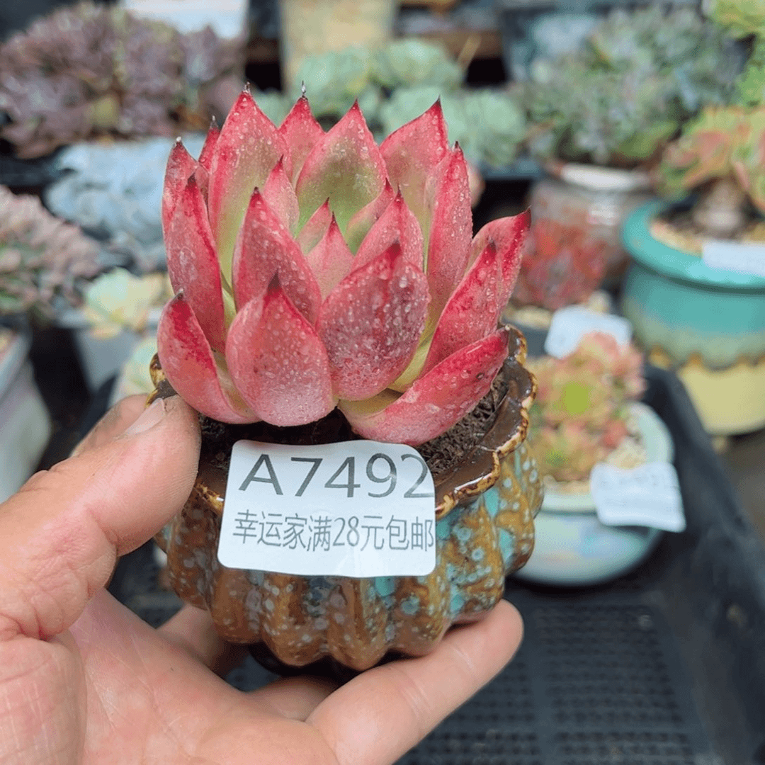 幸运的是我的朋友们