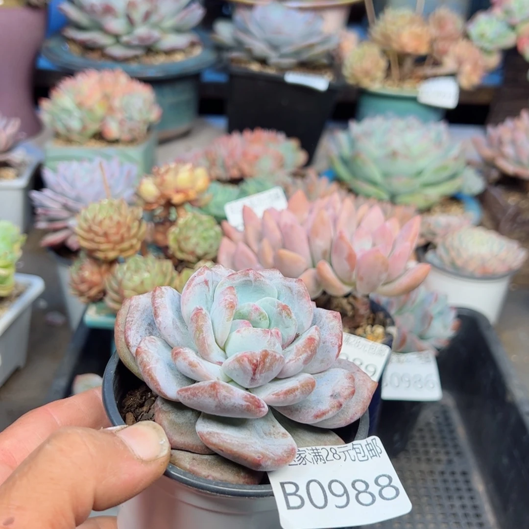 幸运的是我的朋友们