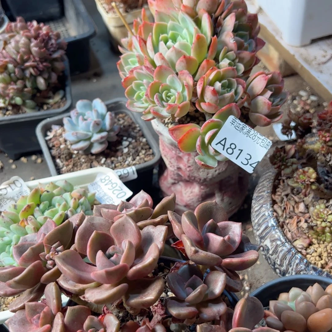 幸运的是我的朋友们