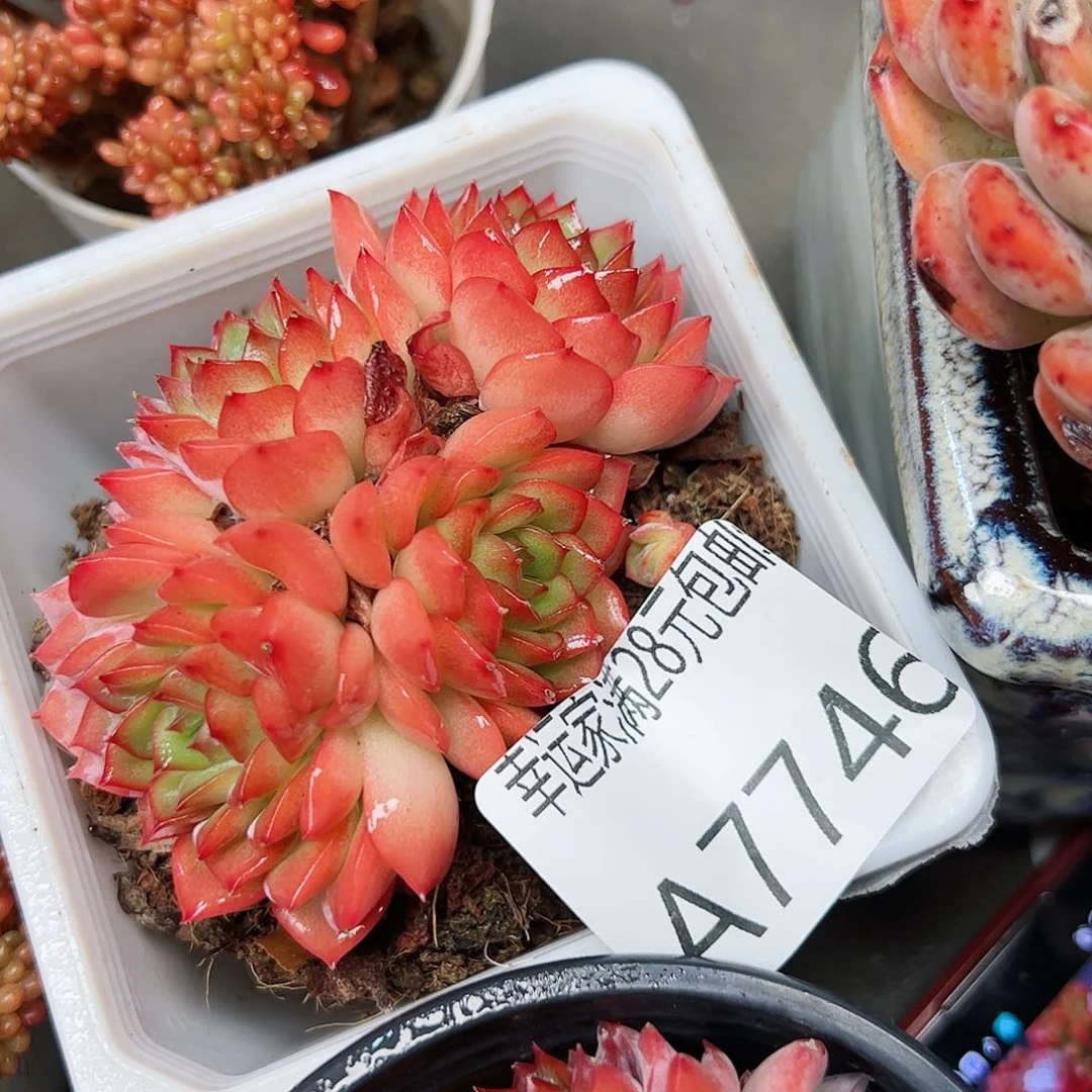 幸运颜色白色黑色的