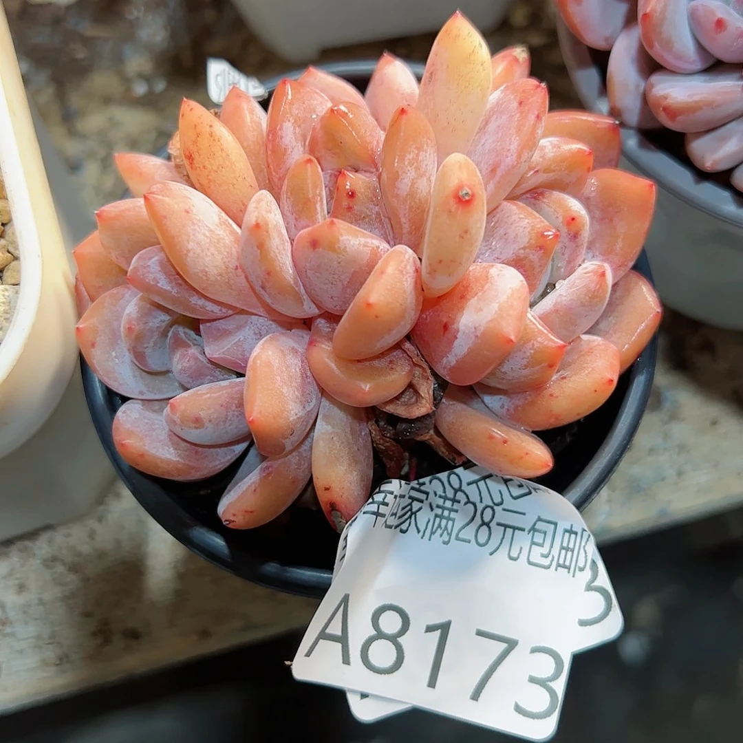 幸运颜色白色的颜色搭配