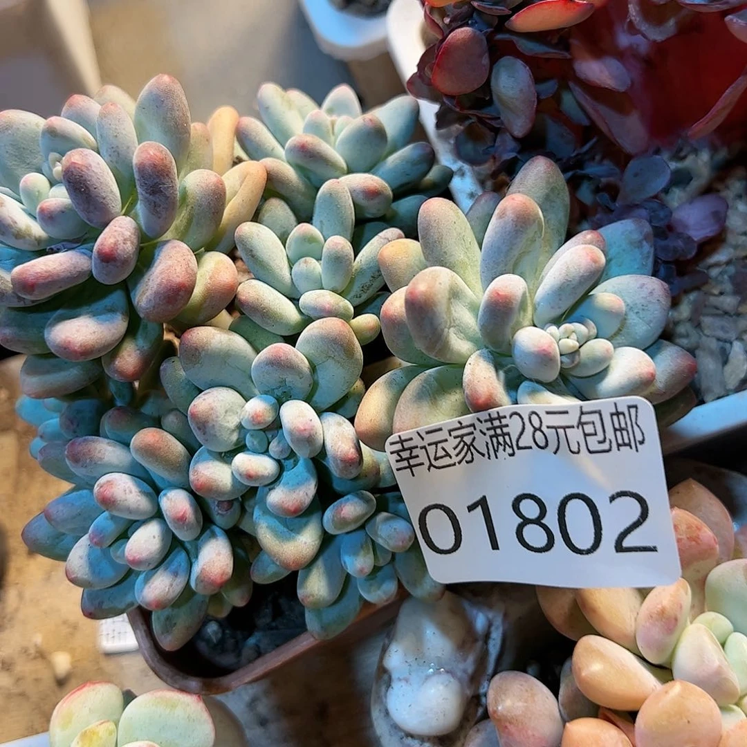 幸运的是我的朋友们