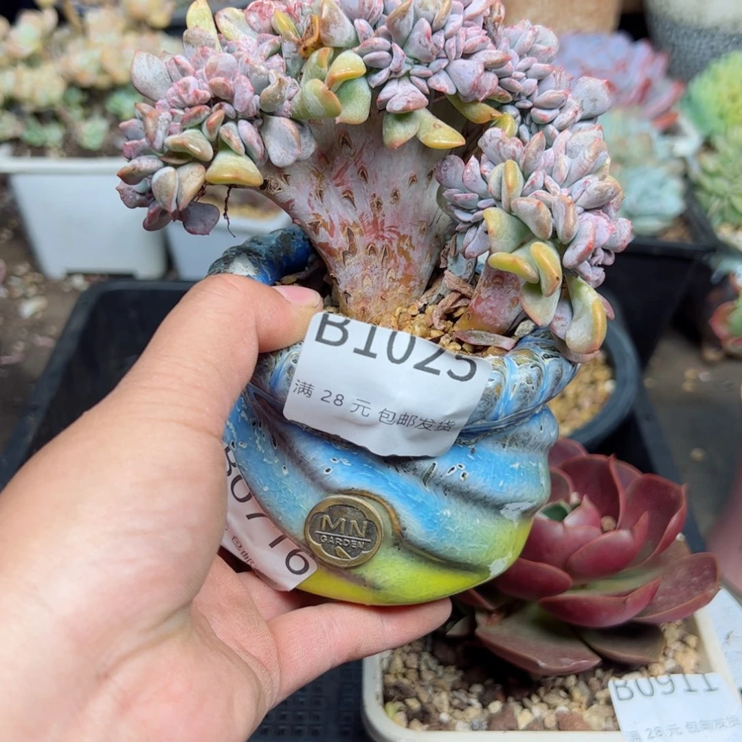 幸运的是我的朋友