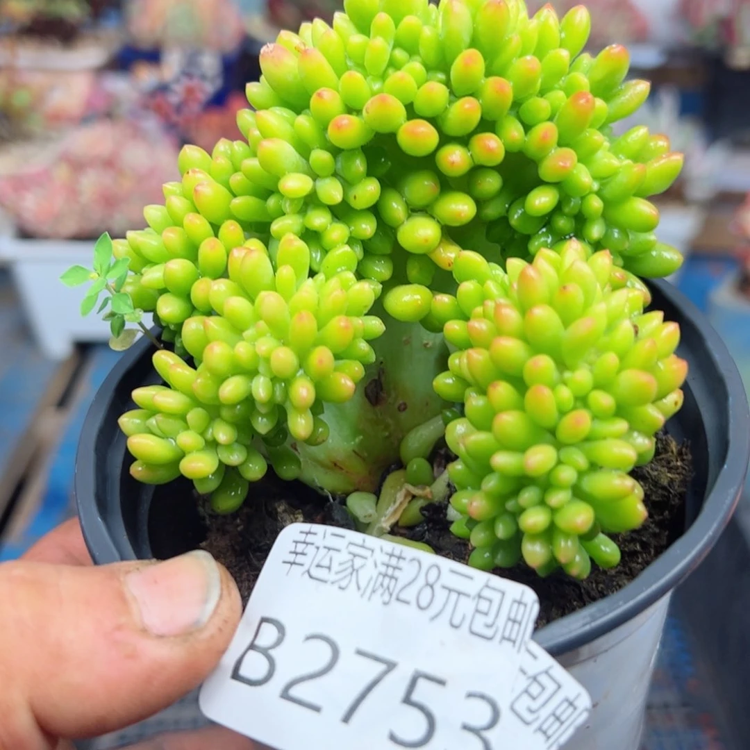 幸运颜色白色的小