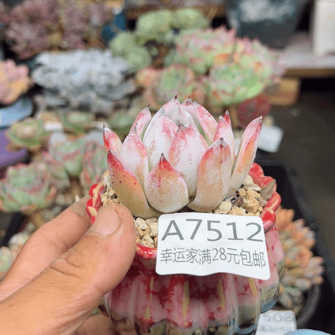 幸运的是我的朋友们