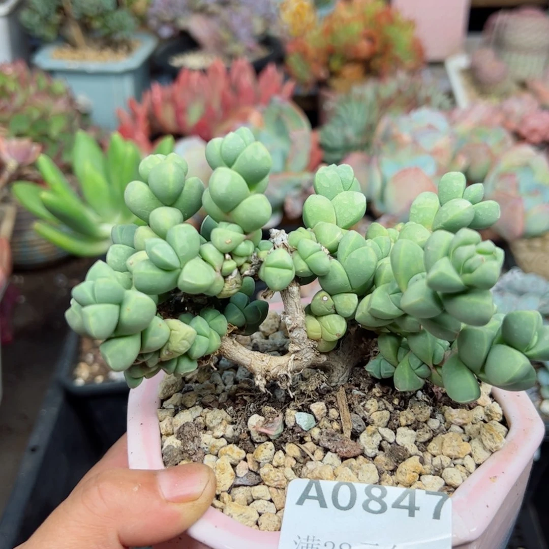 幸运的是我的朋友