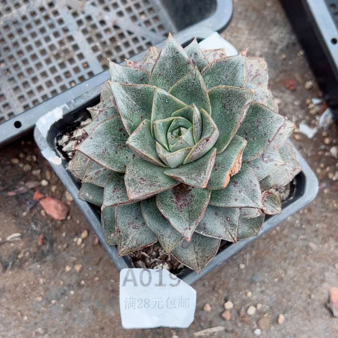 幸运的是我的朋友们一起