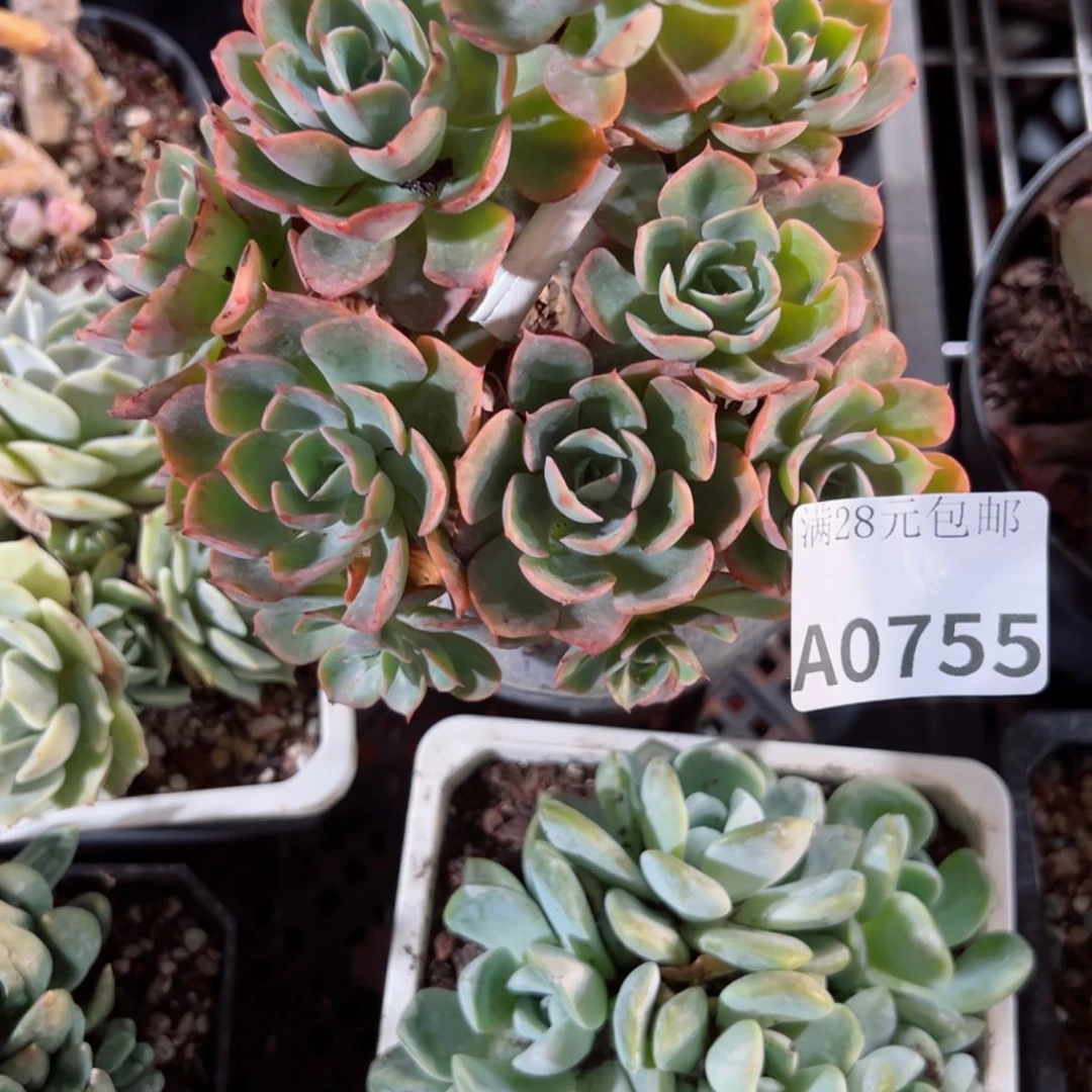幸运的是我的朋友