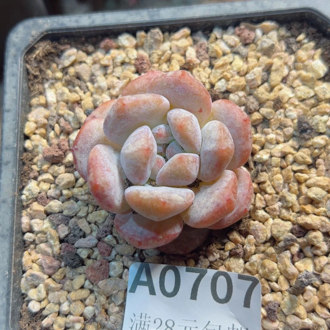 幸运的是我的朋友