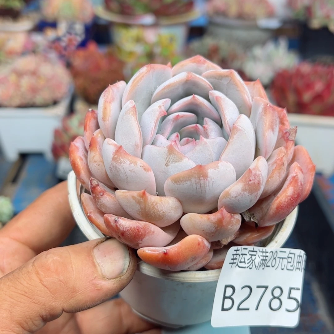 幸运的是我的朋友们都