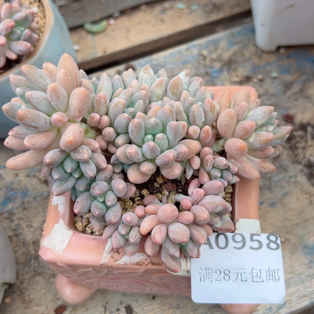 幸运颜色白色黑色的黑色