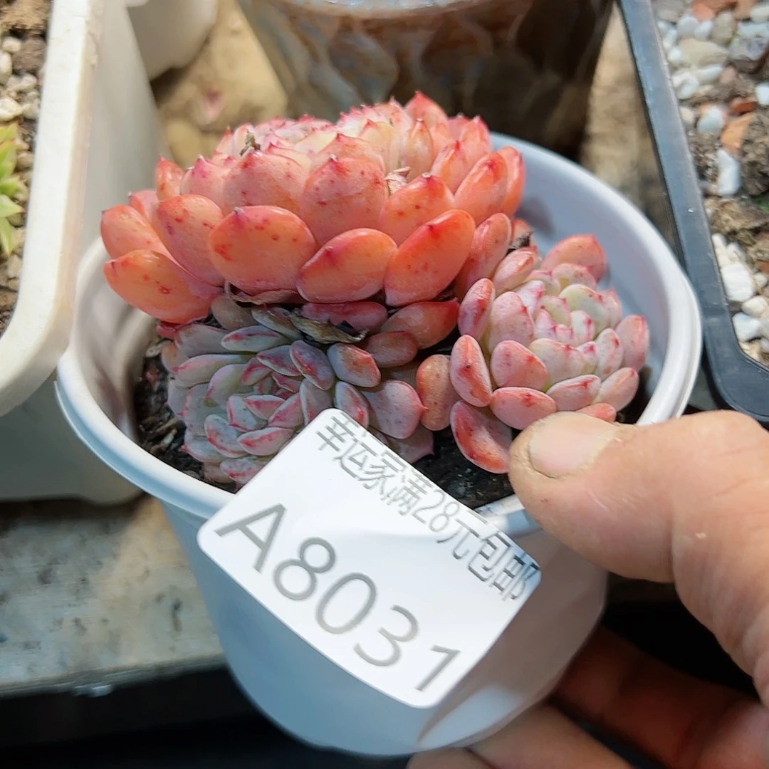 幸运颜色白色的小