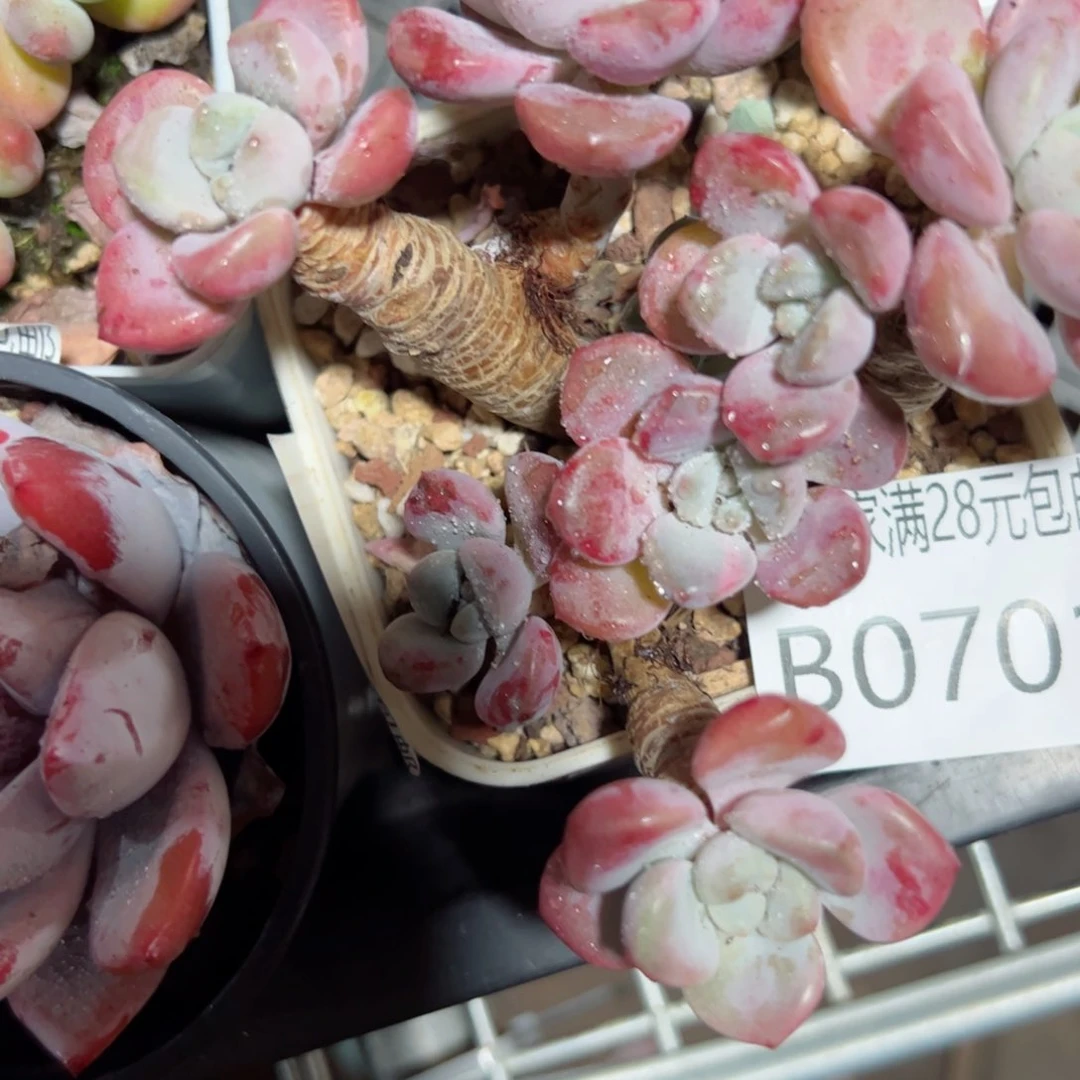 幸运的是我的朋友