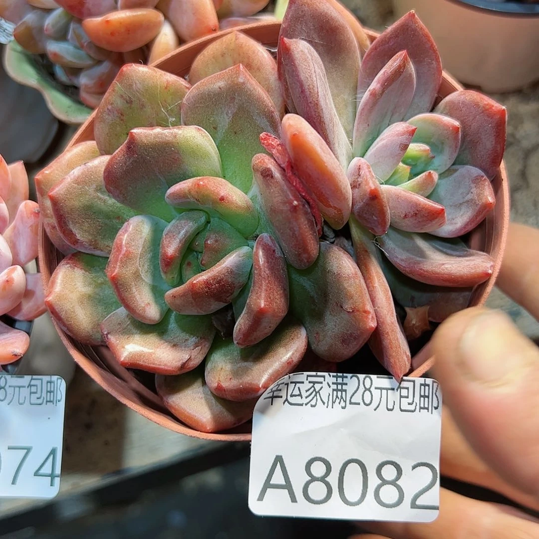 幸运的是我的朋友