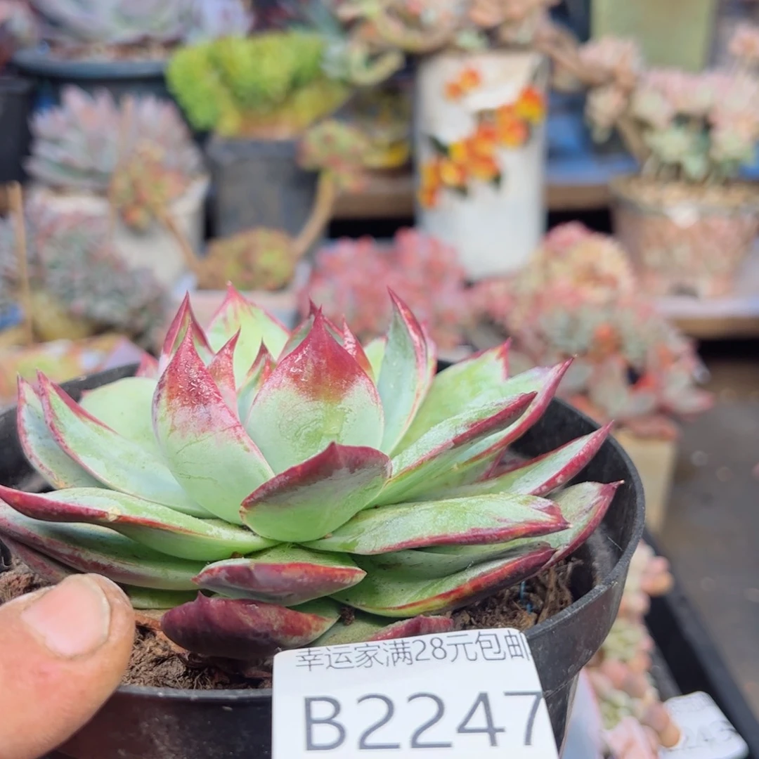 幸运的是我的朋友们