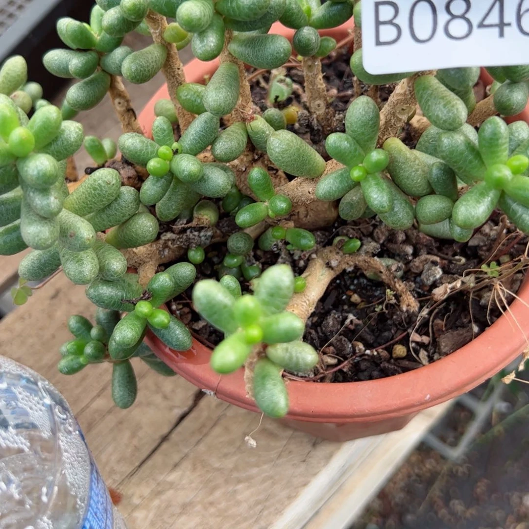 无*幸运的是我的朋友