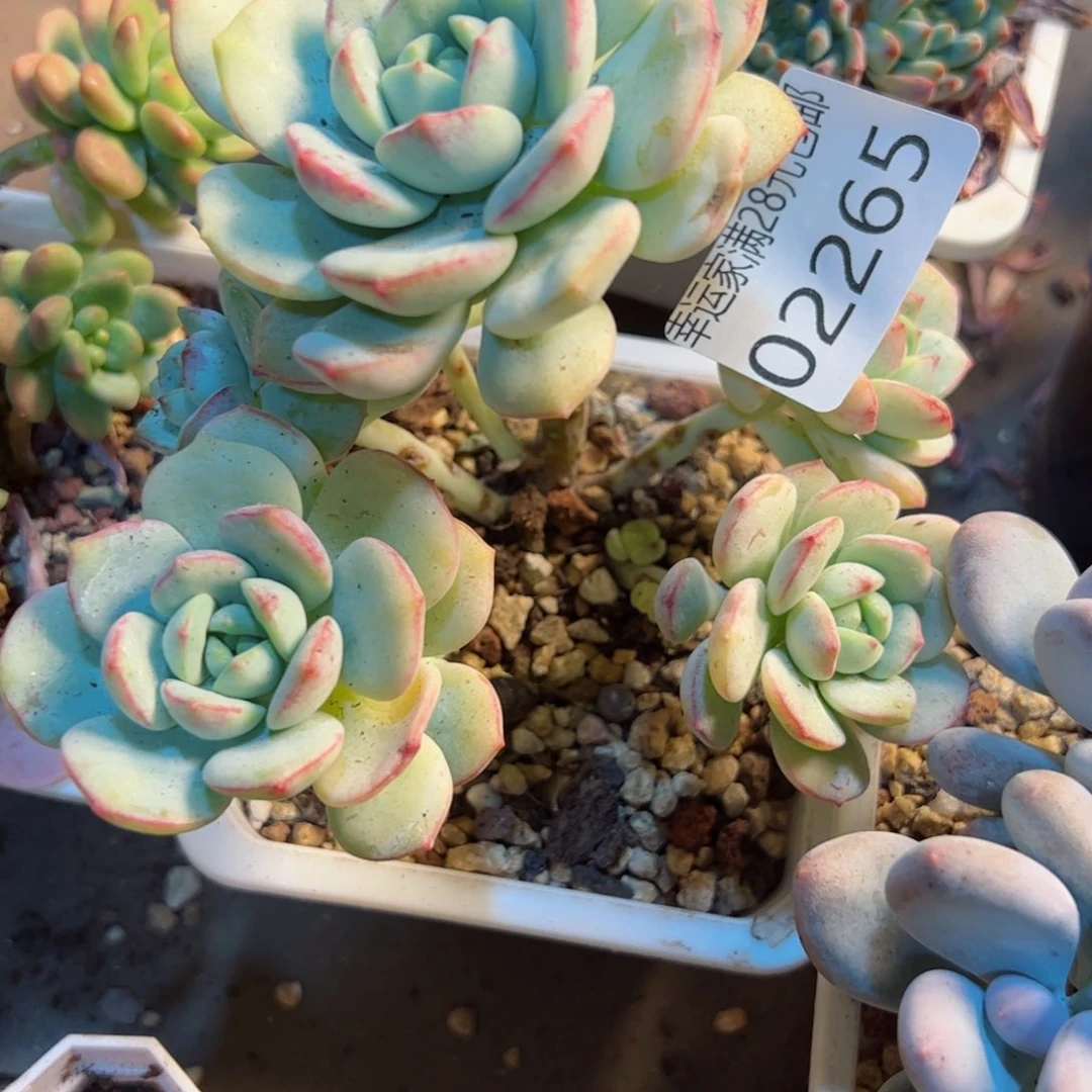 幸运颜色白色的小