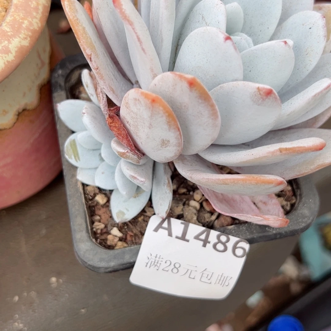 幸运的是我的朋友们