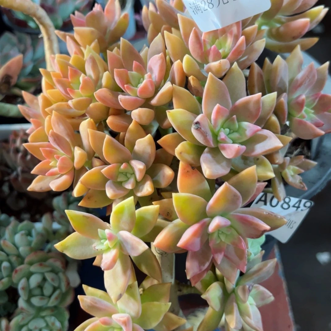 幸运的是我的朋友